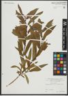 Foto von Salix rigida Muhl.